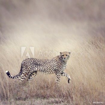 Image de Cheetah Walking